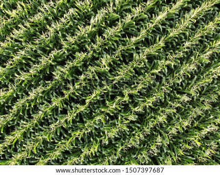 Corn field of green corn stalks and tassels, aerial drone photo above corn plants Royalty-Free Stock Photo #1507397687