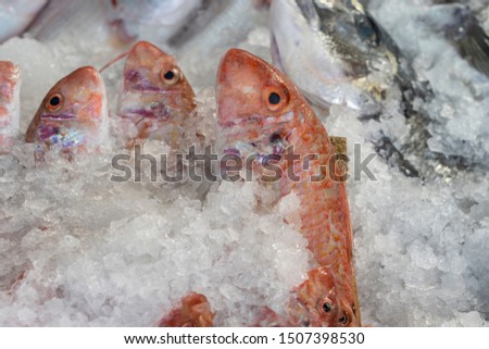 Raw fish on ice for sell in the street market. Bodrum, Turkey. Close up