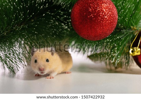 rat with colorful Christmas balls and Christmas tree, a symbol of the new year 2020. New Year concept.