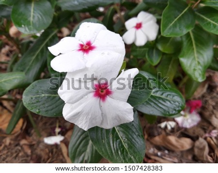 white flowers and green leaves in nature 