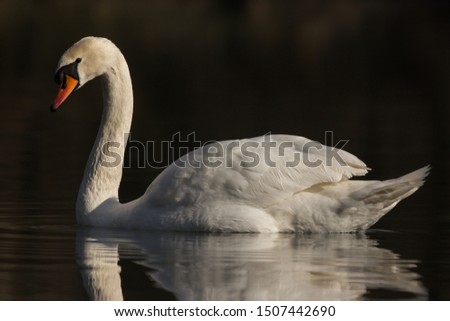 Mute swan Cygnus olor swimming on the lake on black background, white bird reflection 