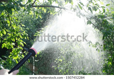 Watering the garden in hot weather from a hose with a nozzle for spraying.