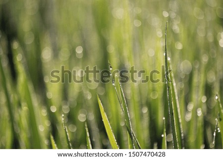 Green background from rice leaves blurred and bokeh from drops of dew.