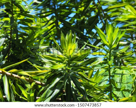 Beautiful green leaves song of Jamaica tree. (Dracaena reflexa (Decne.) Lam.  in the garden