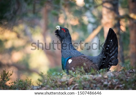 The Western Capercaillie Tetrao urogallus also known as the Wood Grouse Heather Cock or just Capercaillie in the forest is showing off during their lekking season They are in the typical habitat
