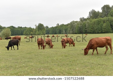 Cows Volyn meat, limousine, abordin.Rural composition. Cows grazing in the meadow. A series of photographs of a black and red cow are grazed.Summer landscape with cows. Calves eat grass.Farm