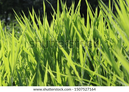 green grass background on a bright day.