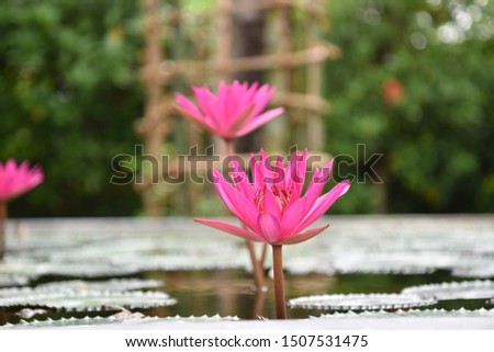 Pink lily flower blooming in pond isolated on blurred background. Sunny summer days. Close up.