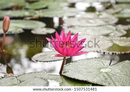 Pink lily flower blooming in pond isolated on blurred background. Sunny summer days. Close up.