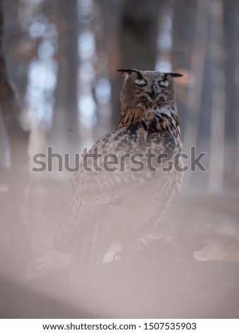 Eurasian eagle-owl (Bubo Bubo) in autumn forest. Eurasian eagle owl sitting on tree. Owl in forest.