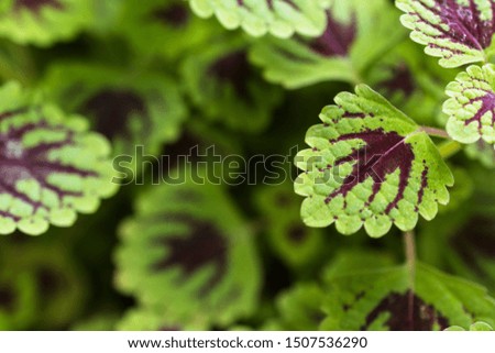 Beautiful green leaves close up in spring nature background