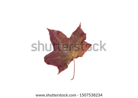 Autumn maple leaf over a white background.. Top view. Copy space.