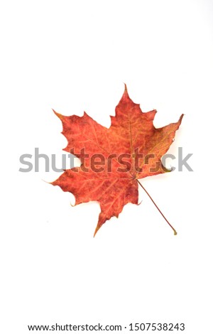 Autumn maple red leaf over a white background.. Top view. Copy space.
