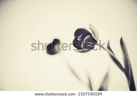 Flower Still Life Photography. Black and white sepia toned art flower