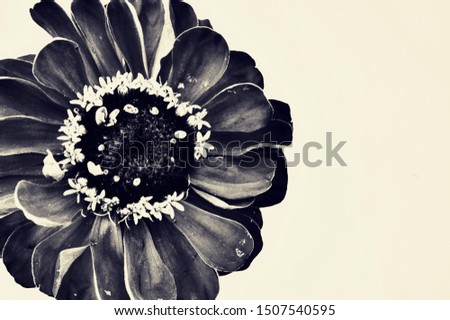 Flower Still Life Photography. Black and white sepia toned art flower