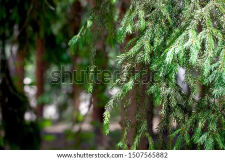 Tree branch in the forest, blurred background sun glare