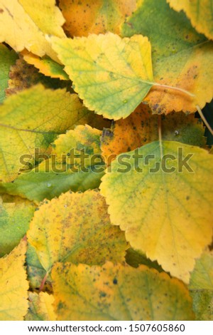 Decorative wallpaper from autumn foliage tree birch