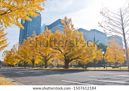 Golden leaves foliage gingko Maidenhair trees in front of high-rise corporate office buildings in late Autumn in Tokyo Japan