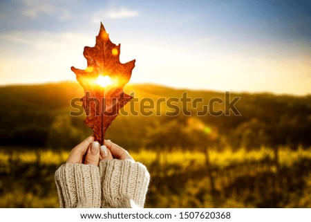 Woman hand with autumn leaf and fall sunset time. 