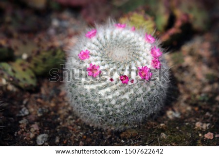 Small green cactus with tiny pink flowers. Beautiful little plants with a lot of spikes. Growing from sand ground. Photographed during a sunny summer day. Colorful closeup image from high angle view.