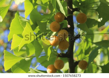 the ginkgo tree and yellow ginkgo Royalty-Free Stock Photo #1507658273