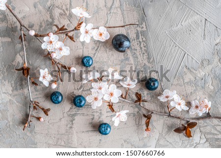 Beautiful sakura blossom with blueberries on concrete - top view