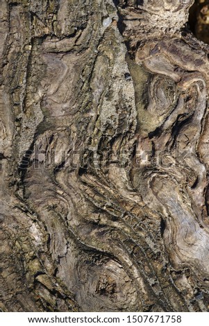 Close up view of tree bark pattern in brown and grey colors