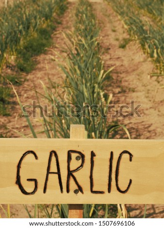 garlic from the garden with a hand made sign