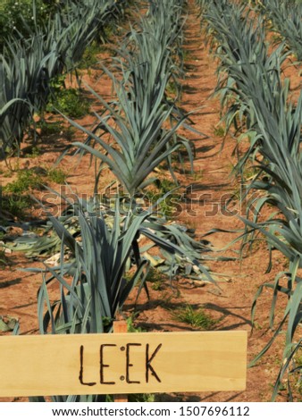 leek from the garden with a hand made sign