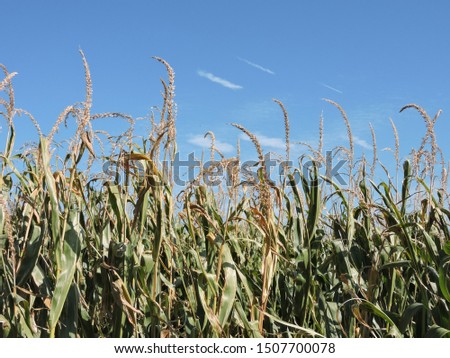 Corn field maize crops Top against blue sky picture taken from Berwick UK