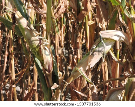 Corn field maize ready to be harvested picture taken from Berwick UK