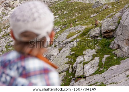 goats on the side of the mountains and a man watching them