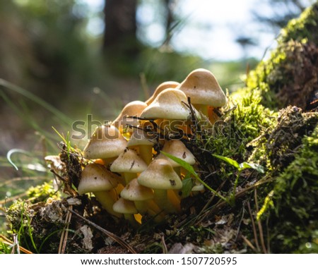 Bunch of mushrooms in the forest against the light