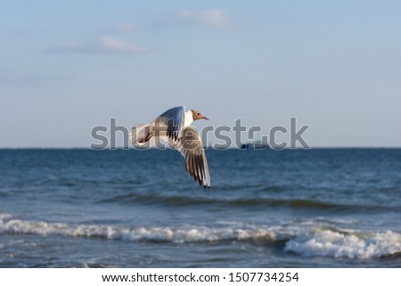 Seagull fly over sea coast.