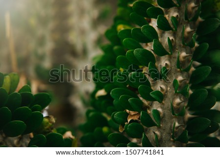 colorful exotic flower on dark tropical foliage nature background, tropical leaf
