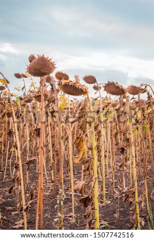 Close Up of dried ripe sunflowers on a sunflower field awaiting harvest on a sunny day. Field agricultural crops.