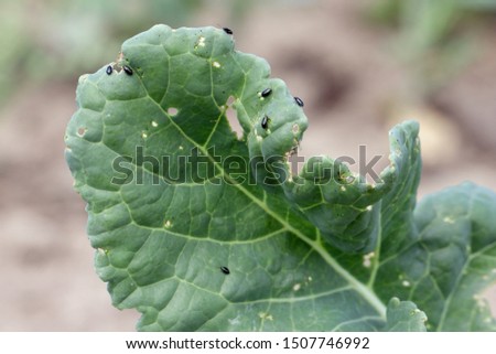 Damaged leaves of oilseed rape (canola) by Cabbage Stem Flea beetle (Psylliodes chrysocephala).