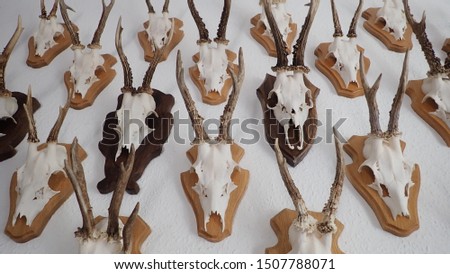 Close up shot of a collection of hunting trophies against a white wall background
