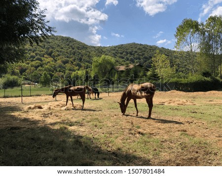 Beautiful horses, in open landscape located at the istanbul, Turkey.