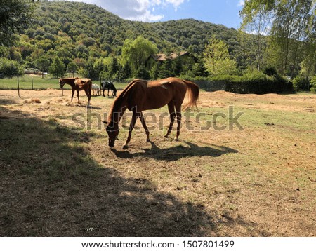 Beautiful horses, in open landscape located at the istanbul, Turkey.
