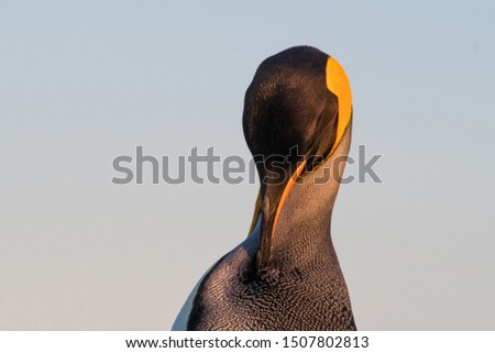 king penguin preening in the sunset