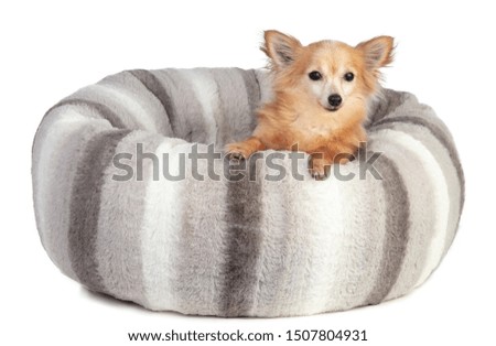 Chihuahua in a large grey and soft cushion on a white background