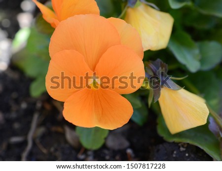 Orange pansy flower blooming in garden in spring, America