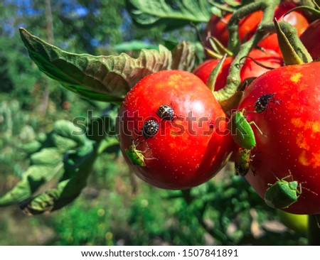 Some little bug on the red tomatoes in the garden. Royalty-Free Stock Photo #1507841891