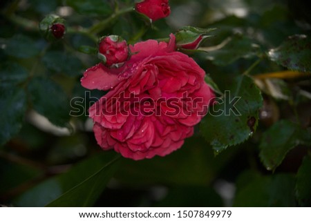 beautiful rose flower in morning dew from my garden