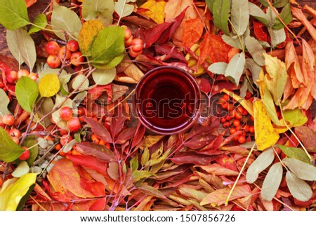 Glass cup of tea in center between yellow red autumn fallen leaves and sprigs of fresh Rowan berries. Autumn beautiful background. Top view