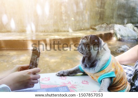 Woman hand using a smartphone to take pictures of cute pug dogs wearing tank tops