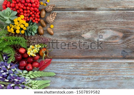 Autumn gifts of nature: yellow leaves, flowers, acorns, Rowan, chestnuts, cones, rose hips, laid out on a wooden background. Top view.  There is free space for text.