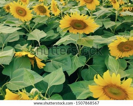 Sunflower plantations For tourists to take pictures in the flowers.
