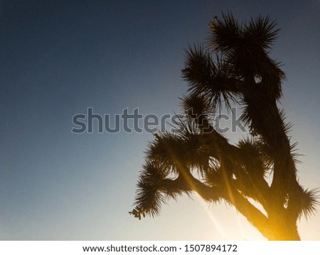 A Joshua tree in Joshua Tree National Park, California, USA, silhouetted against the sunset sky